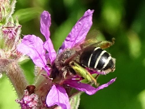 Melitta nigricans
